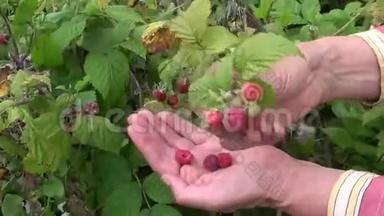 老奶奶用手抓成熟的甜树莓